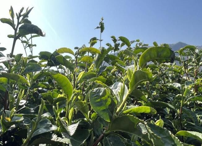 有关于渤海镇千余亩乌牛早春茶进入采摘“黄金季”的消息(5)