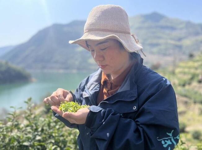 有关于渤海镇千余亩乌牛早春茶进入采摘“黄金季”的消息(3)