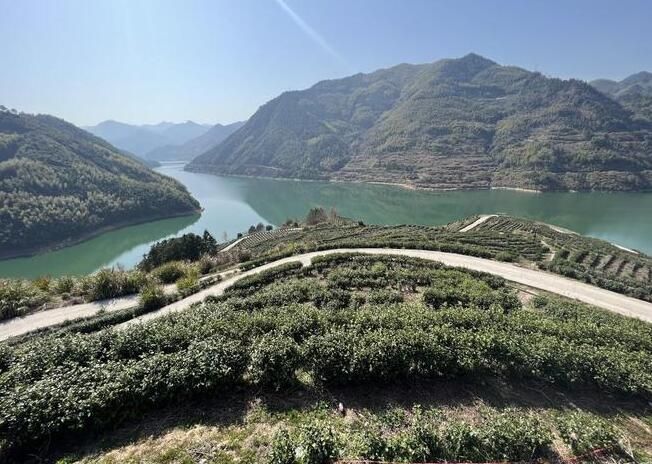 有关于渤海镇千余亩乌牛早春茶进入采摘“黄金季”的消息