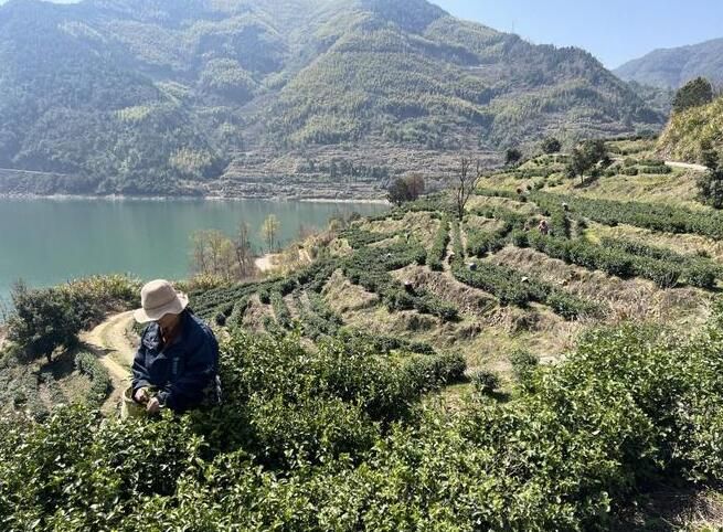 有关于渤海镇千余亩乌牛早春茶进入采摘“黄金季”的消息(1)