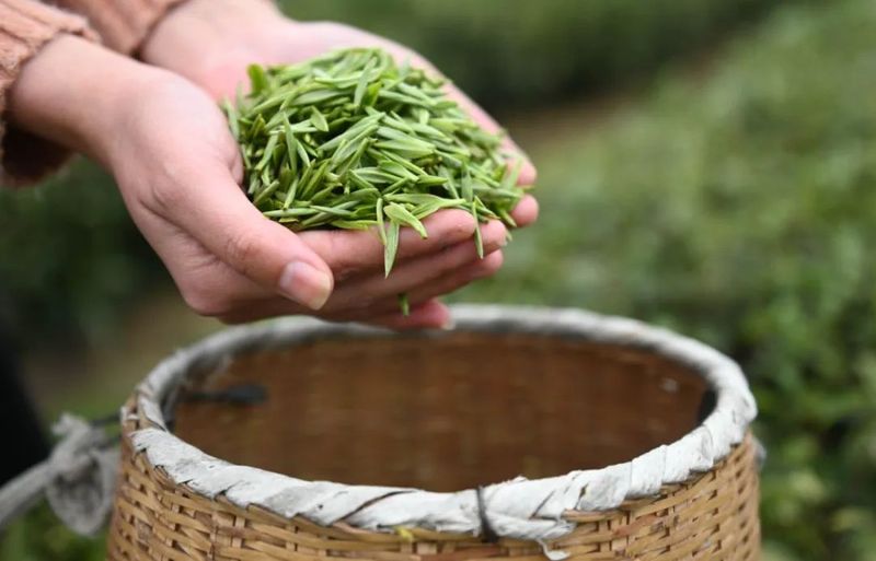 关于松桃苗族自治县：19万余亩春茶开采的新闻(4)