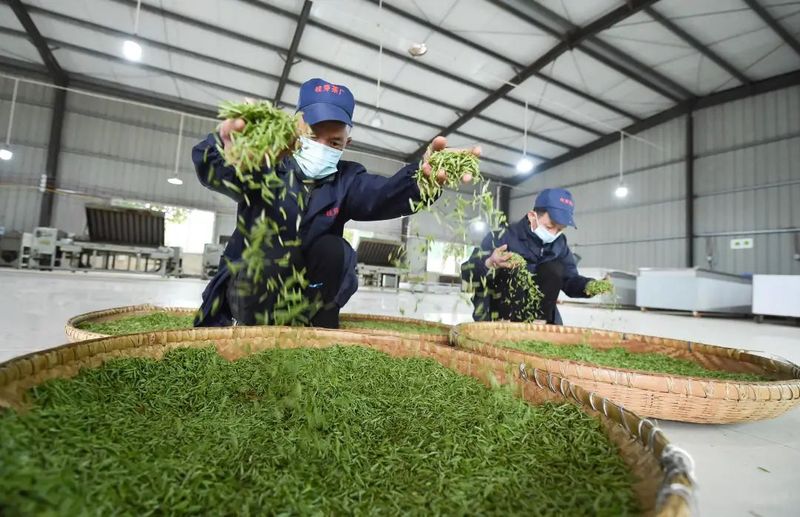 关于松桃苗族自治县：19万余亩春茶开采的新闻(5)