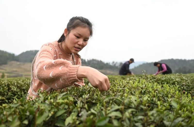 关于松桃苗族自治县：19万余亩春茶开采的新闻(3)