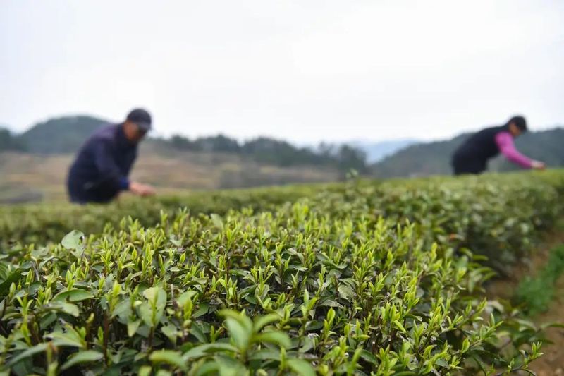 关于松桃苗族自治县：19万余亩春茶开采的新闻(6)