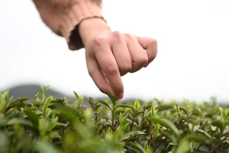 关于松桃苗族自治县：19万余亩春茶开采的新闻(1)