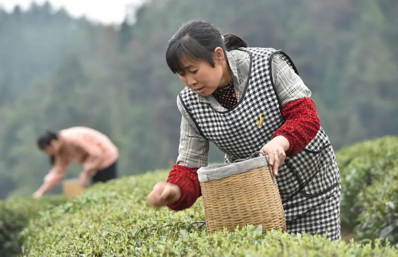 关于松桃苗族自治县：19万余亩春茶开采的新闻(2)