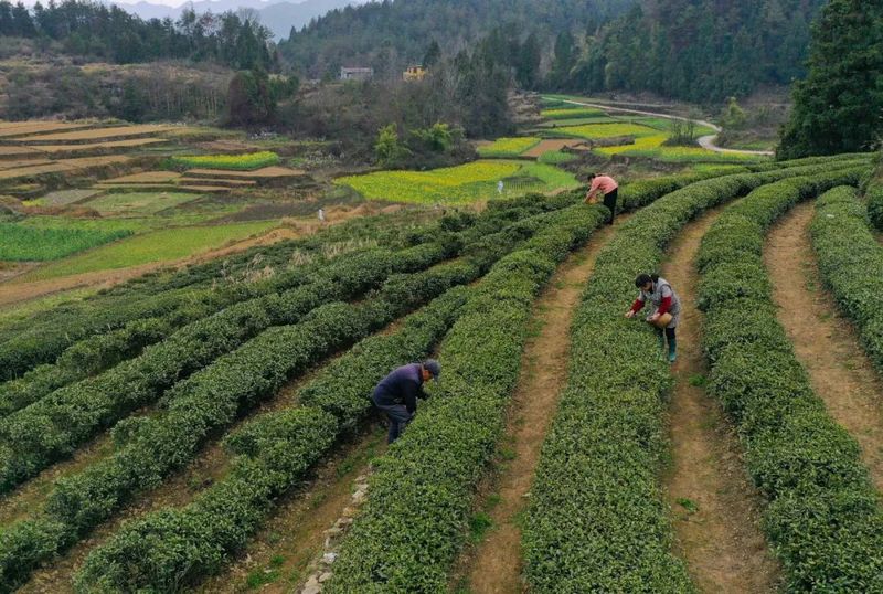 关于松桃苗族自治县：19万余亩春茶开采的新闻