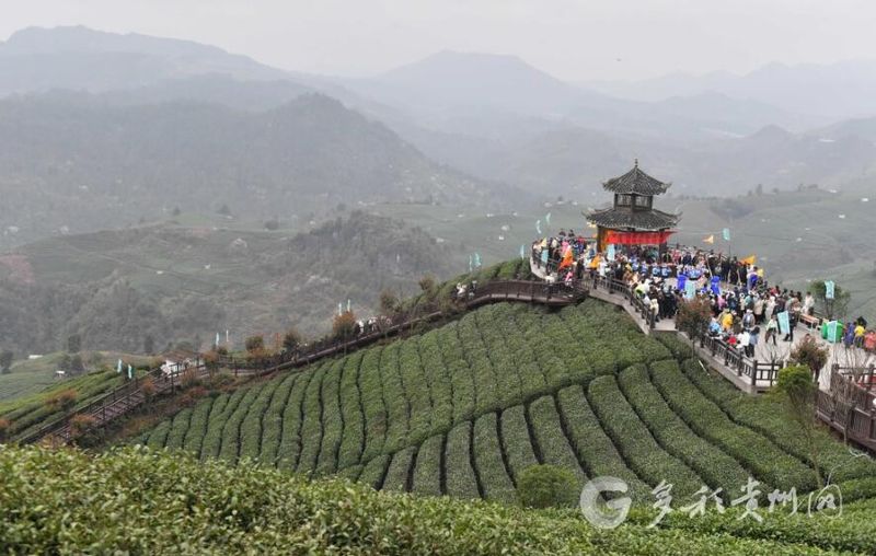 有关于贵州贵定：载歌载舞喜迎春茶开采的新闻