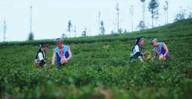 有关于六枝特区将于3月11日举办2023年春茶季活动的信息