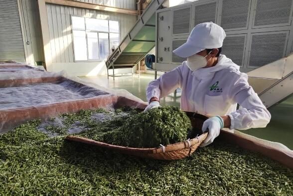 有关于南郑区“第一锅”春茶新鲜出炉的最新消息(1)