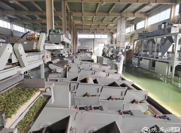 有关于南郑区“第一锅”春茶新鲜出炉的最新消息