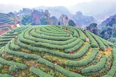 关于雅安市名山区：茶文化名城蓄势正发 奋力推动经济社会高质量发展的相关内容