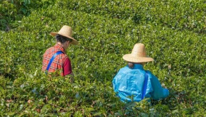 关于惠州泰美：茶山奏春曲，采摘正当时的资讯(1)