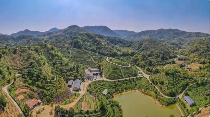 关于惠州泰美：茶山奏春曲，采摘正当时的资讯