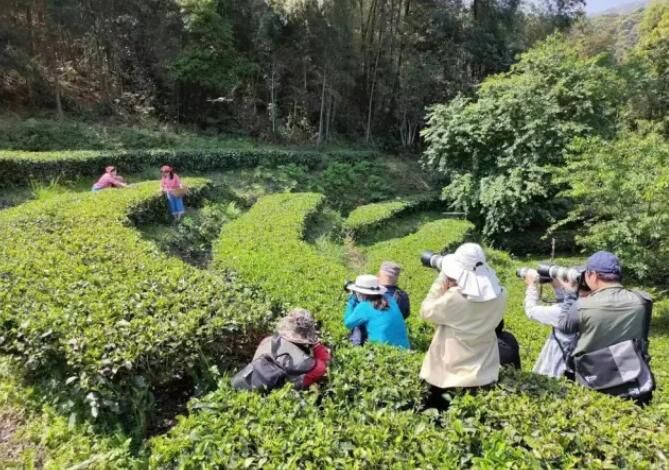 关于惠州泰美：茶山奏春曲，采摘正当时的资讯(4)