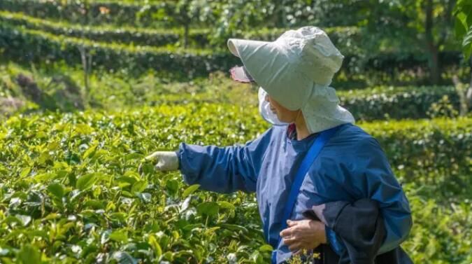 关于惠州泰美：茶山奏春曲，采摘正当时的资讯(2)