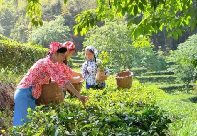 关于惠州泰美：茶山奏春曲，采摘正当时的资讯(3)