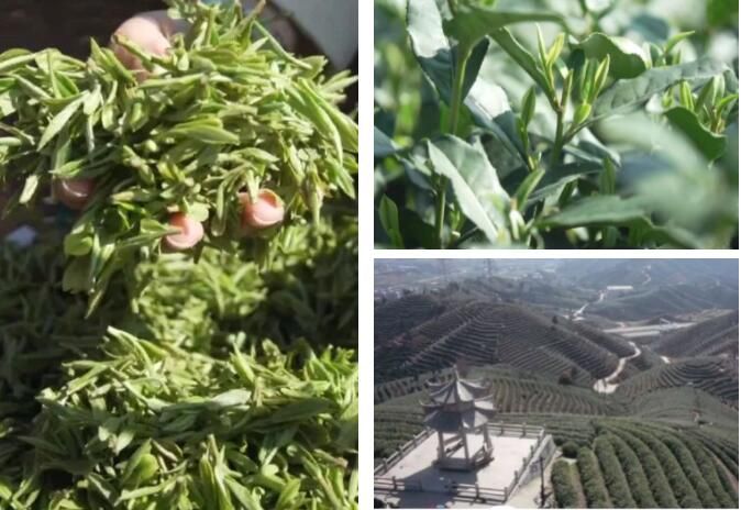 有关于富阳拔山茶园首批春茶抢鲜开采的相关内容(3)