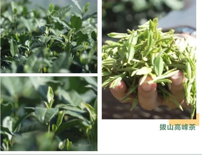 有关于富阳拔山茶园首批春茶抢鲜开采的相关内容