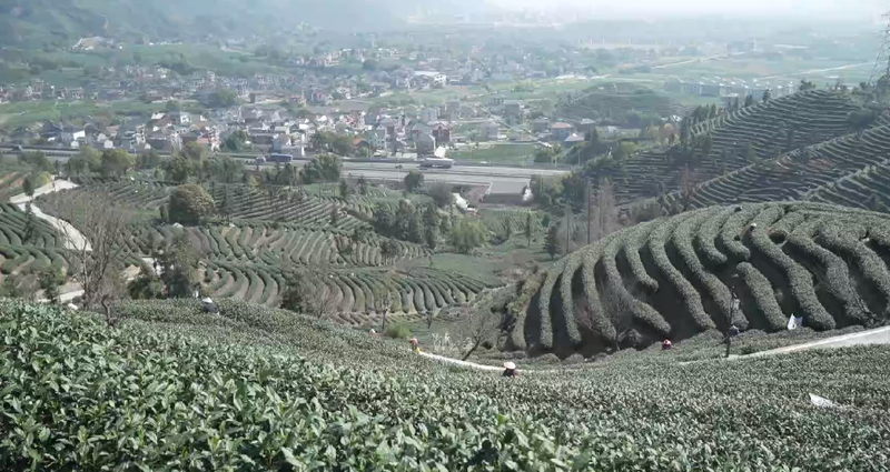 有关于富阳拔山茶园首批春茶抢鲜开采的相关内容(2)