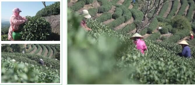 有关于富阳拔山茶园首批春茶抢鲜开采的相关内容(1)