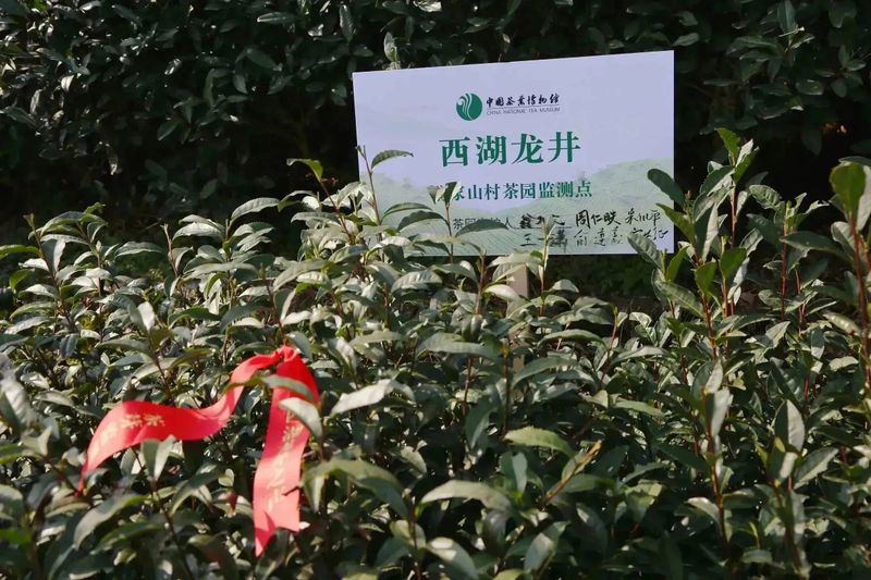 有关于2023西湖龙井之声② 茶芽监测 6位传承人守护 遇见18颗茶芽宝宝，今年的监测不一般！的相关内容(8)