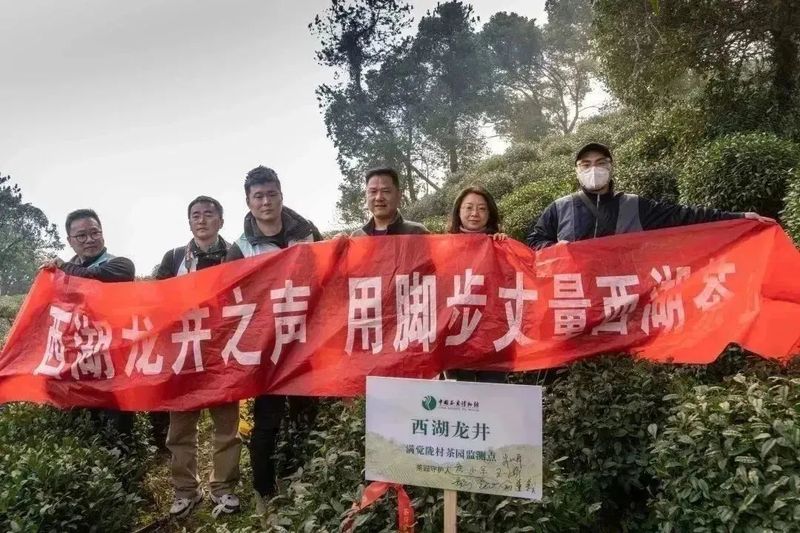 有关于2023西湖龙井之声② 茶芽监测 6位传承人守护 遇见18颗茶芽宝宝，今年的监测不一般！的相关内容(35)