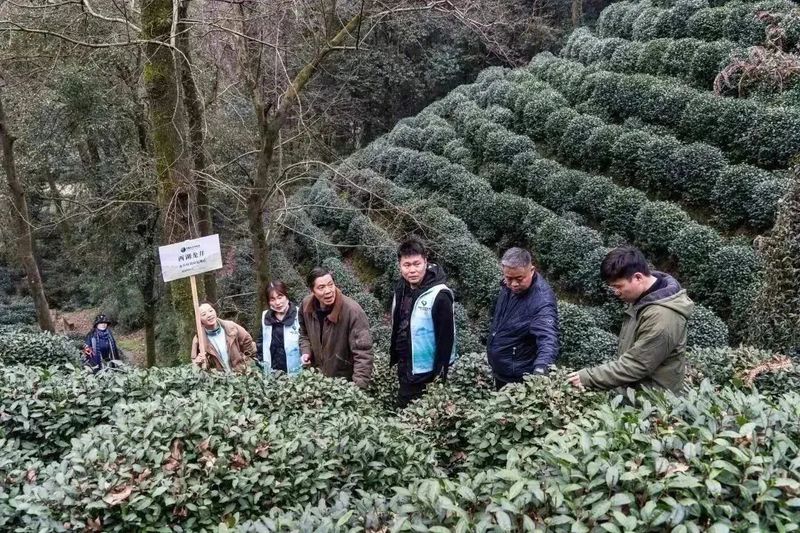 有关于2023西湖龙井之声② 茶芽监测 6位传承人守护 遇见18颗茶芽宝宝，今年的监测不一般！的相关内容(20)