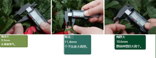 有关于2023西湖龙井之声② 茶芽监测 6位传承人守护 遇见18颗茶芽宝宝，今年的监测不一般！的相关内容(16)