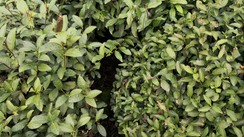 有关于2023西湖龙井之声② 茶芽监测 6位传承人守护 遇见18颗茶芽宝宝，今年的监测不一般！的相关内容(46)