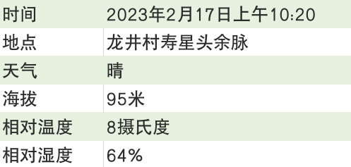 有关于2023西湖龙井之声② 茶芽监测 6位传承人守护 遇见18颗茶芽宝宝，今年的监测不一般！的相关内容(17)