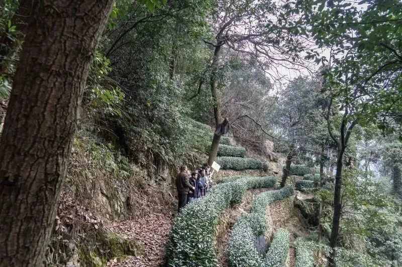 有关于2023西湖龙井之声② 茶芽监测 6位传承人守护 遇见18颗茶芽宝宝，今年的监测不一般！的相关内容(19)