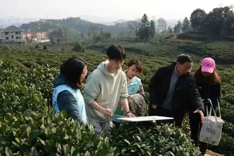 有关于2023西湖龙井之声② 茶芽监测 6位传承人守护 遇见18颗茶芽宝宝，今年的监测不一般！的相关内容(26)