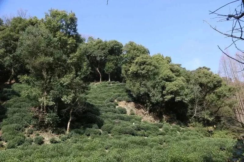 有关于2023西湖龙井之声② 茶芽监测 6位传承人守护 遇见18颗茶芽宝宝，今年的监测不一般！的相关内容(41)