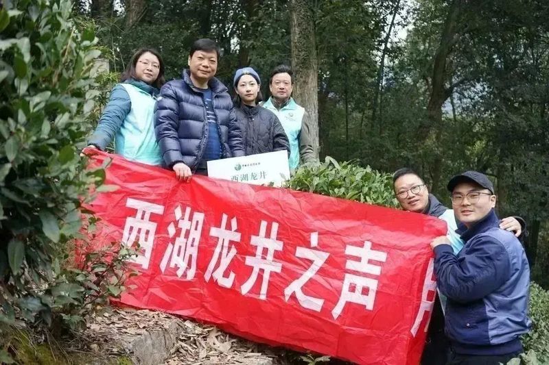 有关于2023西湖龙井之声② 茶芽监测 6位传承人守护 遇见18颗茶芽宝宝，今年的监测不一般！的相关内容(15)