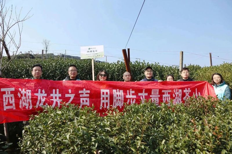 有关于2023西湖龙井之声② 茶芽监测 6位传承人守护 遇见18颗茶芽宝宝，今年的监测不一般！的相关内容(5)