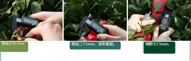 有关于2023西湖龙井之声② 茶芽监测 6位传承人守护 遇见18颗茶芽宝宝，今年的监测不一般！的相关内容(30)