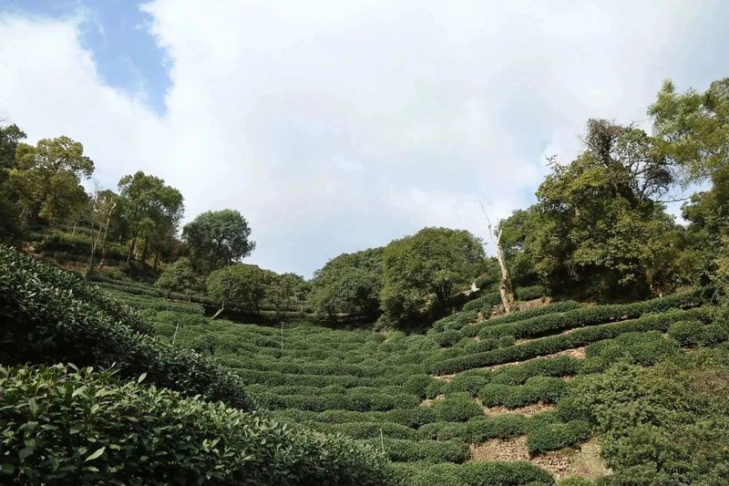 有关于2023西湖龙井之声② 茶芽监测 6位传承人守护 遇见18颗茶芽宝宝，今年的监测不一般！的相关内容(40)