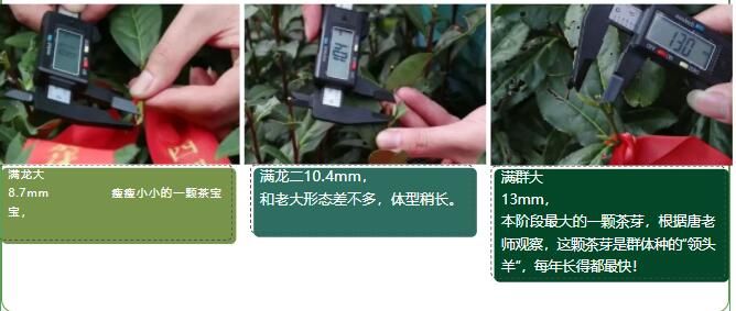 有关于2023西湖龙井之声② 茶芽监测 6位传承人守护 遇见18颗茶芽宝宝，今年的监测不一般！的相关内容(37)