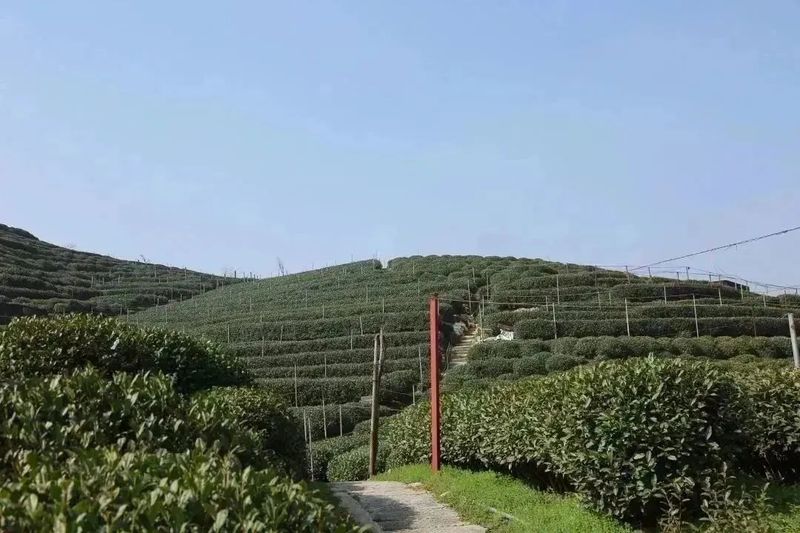 有关于2023西湖龙井之声② 茶芽监测 6位传承人守护 遇见18颗茶芽宝宝，今年的监测不一般！的相关内容(4)