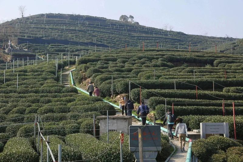 有关于2023西湖龙井之声② 茶芽监测 6位传承人守护 遇见18颗茶芽宝宝，今年的监测不一般！的相关内容(7)