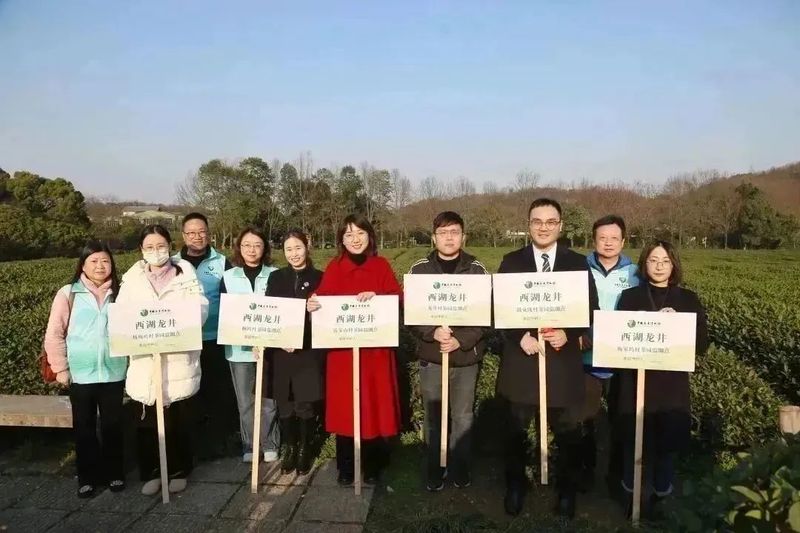 有关于2023西湖龙井之声② 茶芽监测 6位传承人守护 遇见18颗茶芽宝宝，今年的监测不一般！的相关内容(1)