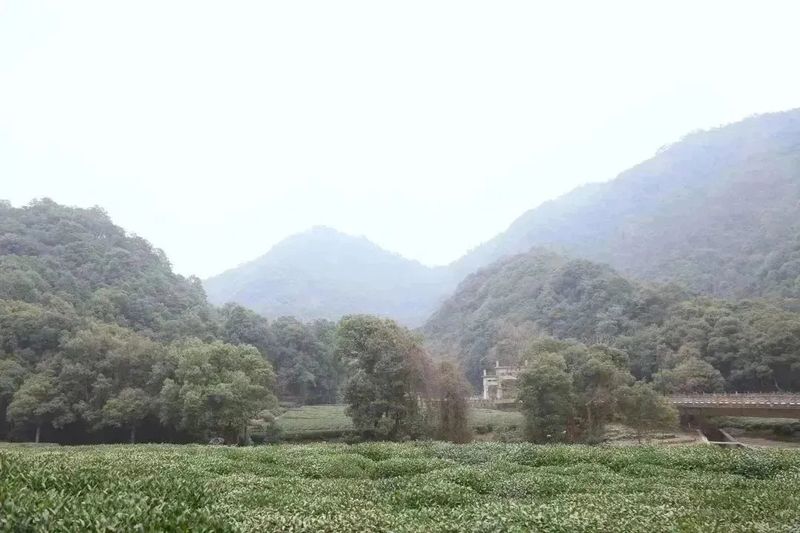 有关于2023西湖龙井之声② 茶芽监测 6位传承人守护 遇见18颗茶芽宝宝，今年的监测不一般！的相关内容(13)