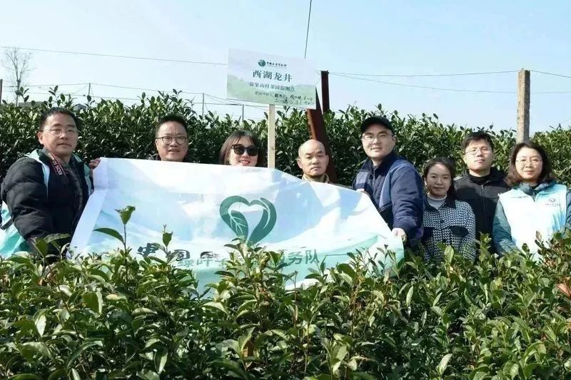 有关于2023西湖龙井之声② 茶芽监测 6位传承人守护 遇见18颗茶芽宝宝，今年的监测不一般！的相关内容(6)