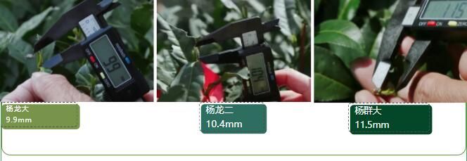 有关于2023西湖龙井之声② 茶芽监测 6位传承人守护 遇见18颗茶芽宝宝，今年的监测不一般！的相关内容(44)