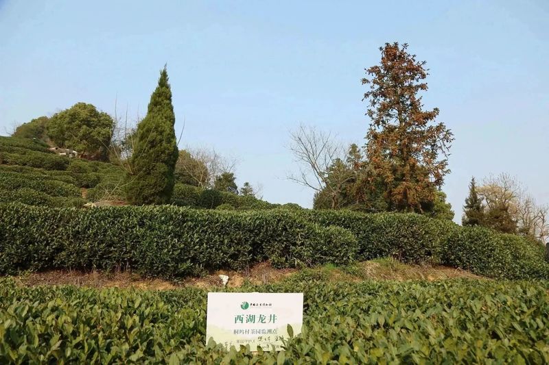 有关于2023西湖龙井之声② 茶芽监测 6位传承人守护 遇见18颗茶芽宝宝，今年的监测不一般！的相关内容(25)