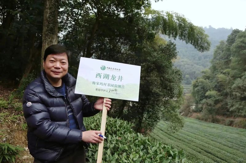 有关于2023西湖龙井之声② 茶芽监测 6位传承人守护 遇见18颗茶芽宝宝，今年的监测不一般！的相关内容(14)
