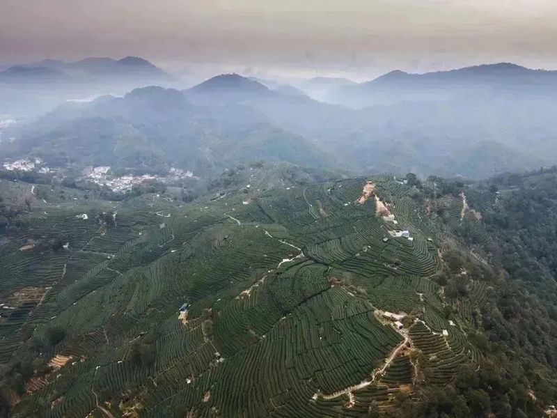 有关于2023西湖龙井之声② 茶芽监测 6位传承人守护 遇见18颗茶芽宝宝，今年的监测不一般！的相关内容(18)