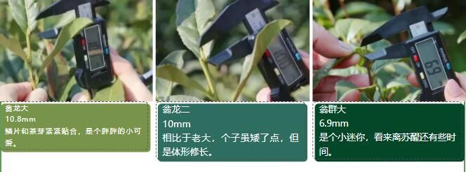 有关于2023西湖龙井之声② 茶芽监测 6位传承人守护 遇见18颗茶芽宝宝，今年的监测不一般！的相关内容(9)