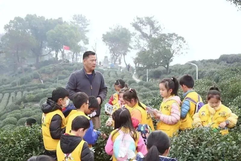 有关于2023西湖龙井之声② 茶芽监测 6位传承人守护 遇见18颗茶芽宝宝，今年的监测不一般！的相关内容(34)